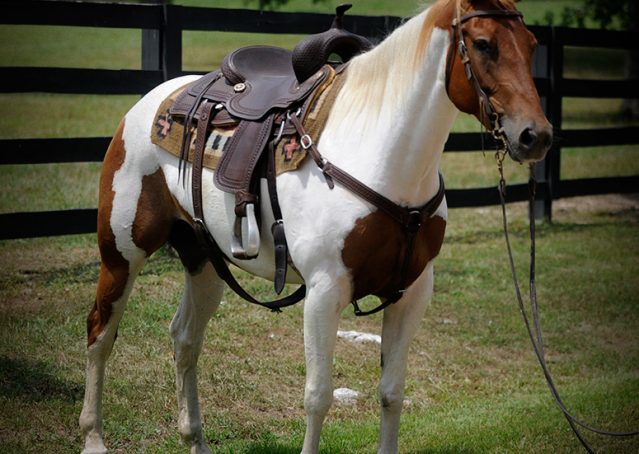 001-Amiga-APHA-Mare-For-Sale