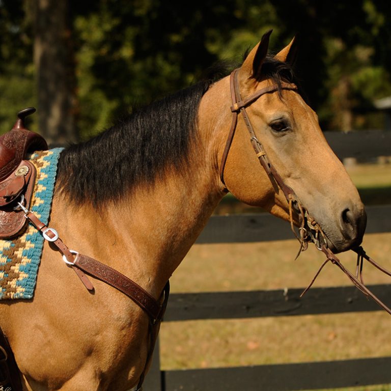 buckskin quarter horae for aale in mn buckskin quarter horae for aale in mn