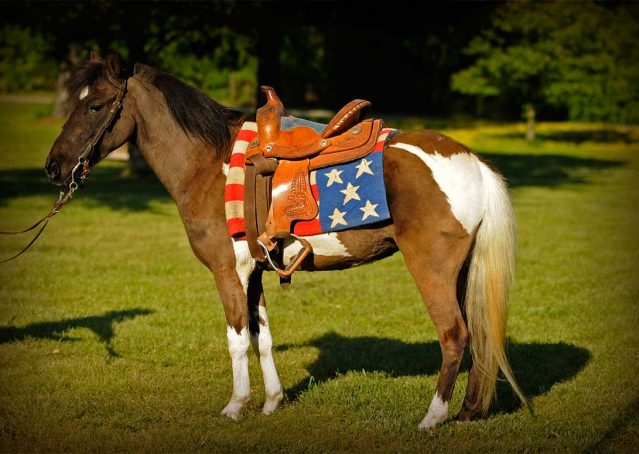 001-Candy-Paint-pony-for-sale