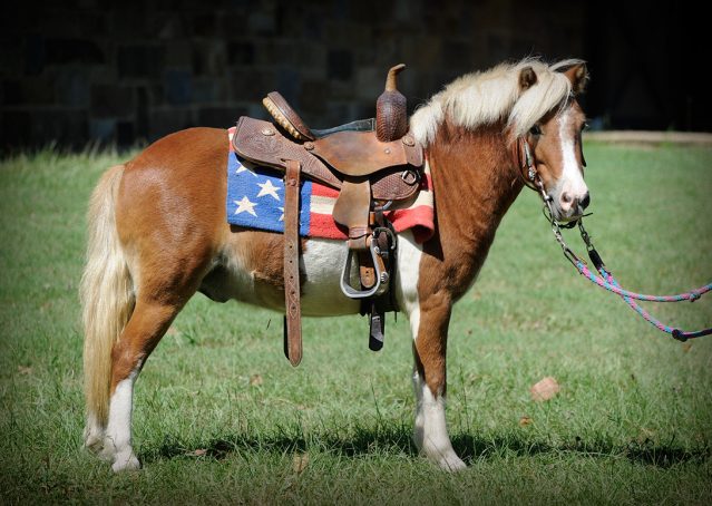 001-Paddington-pony-gelding-for-sale