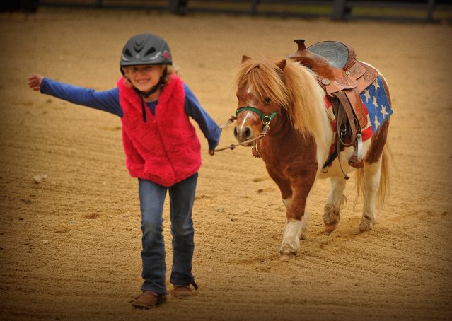 001-Poncho-Paint-pony-for-sale