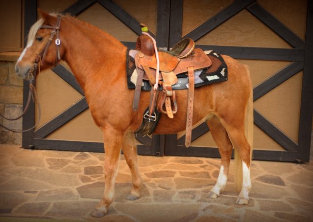 001-Sonney-Chestnut-pony-for-sale