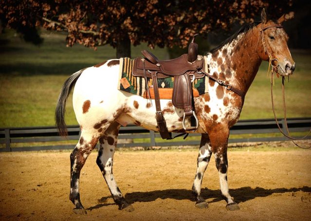 001-Thunder-leopard-appaloosa-for-sale
