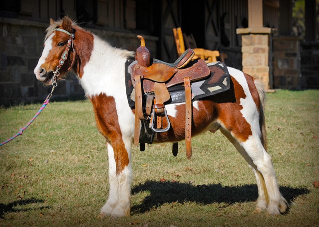 001-Tucker-Sorrel-pony-for-sale