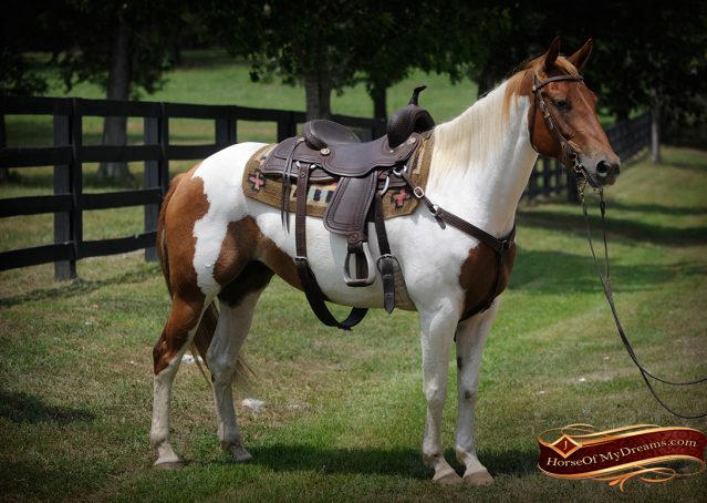 002-Amiga-APHA-Mare-For-Sale