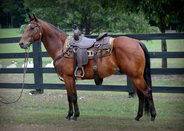 002-Colonel-AQHA-bay-gelding-for-sale