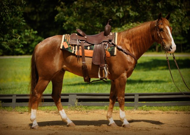002-Smarty-AQHA-gelding-for-sale (1)