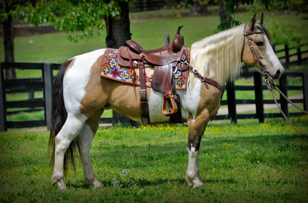 Sale Page SOLD Galleries Horse of My Dreams.