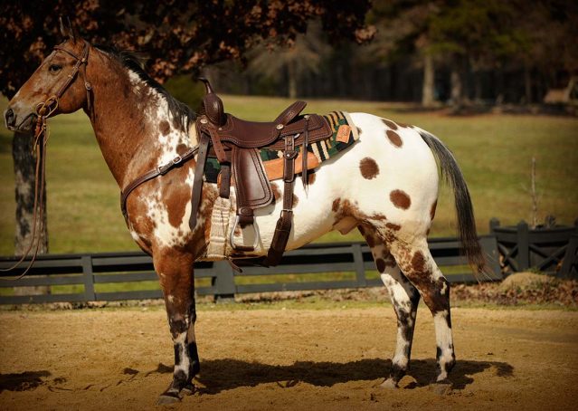 002-Thunder-leopard-appaloosa-for-sale