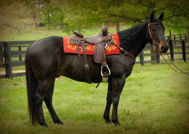 002-gunner-AQHA-gelding-for-sale