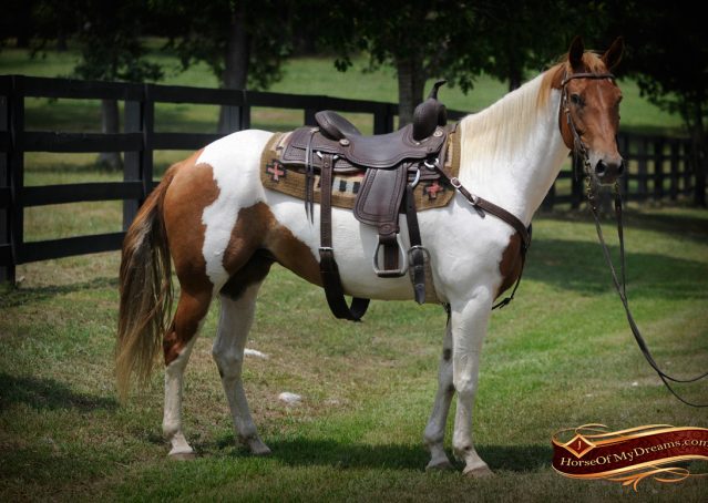 003-Amiga-APHA-Mare-For-Sale