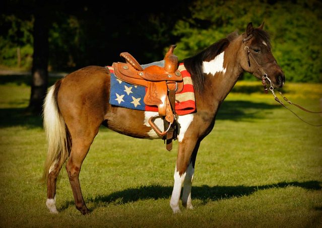 003-Candy-Paint-pony-for-sale