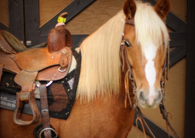 003-Sonney-Chestnut-pony-for-sale