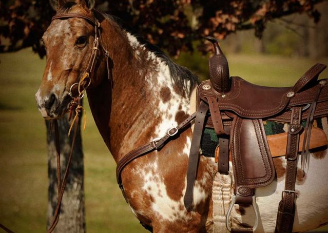 003-Thunder-leopard-appaloosa-for-sale