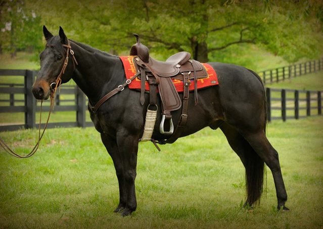 003-gunner-AQHA-gelding-for-sale