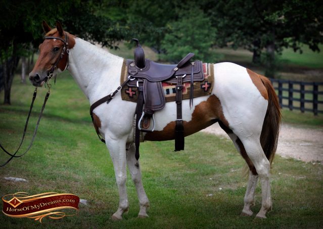 004-Amiga-APHA-Mare-For-Sale