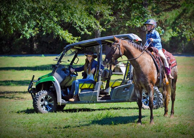 004-Frank-POA-gelding-for-sale