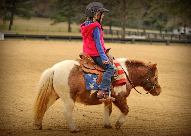 004-Poncho-Paint-pony-for-sale