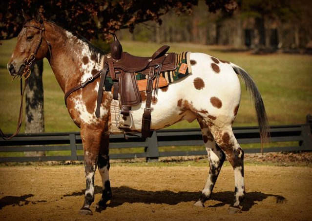 004-Thunder-leopard-appaloosa-for-sale