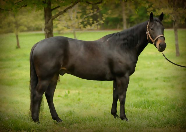 004-gunner-AQHA-gelding-for-sale