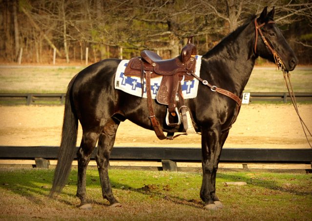 005-Cajun-Black-quarter-horse-for-sale