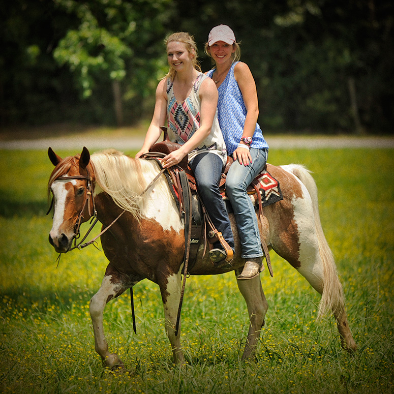 005 Cat Apha High Brow Cat Bay Tobiano Gelding For Sale Horse Of My Dreams