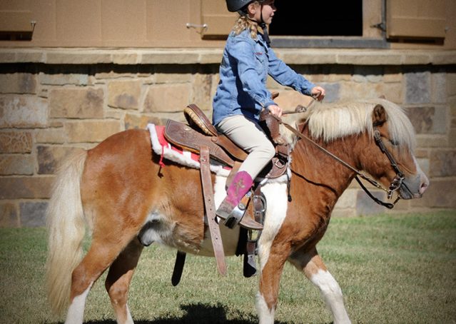 005-Paddington-pony-gelding-for-sale