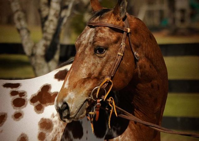 005-Thunder-leopard-appaloosa-for-sale