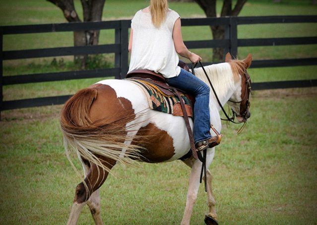 006-Amiga-APHA-Mare-For-Sale