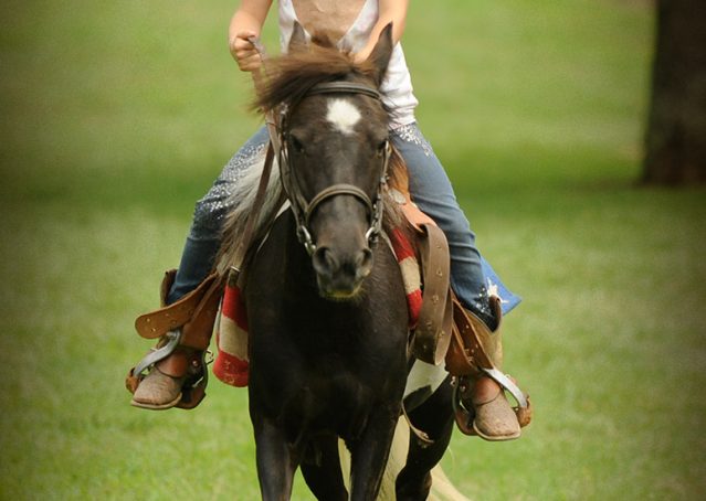 006-Candy-Paint-pony-for-sale