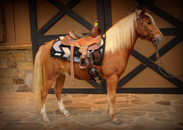006-Sonney-Chestnut-pony-for-sale