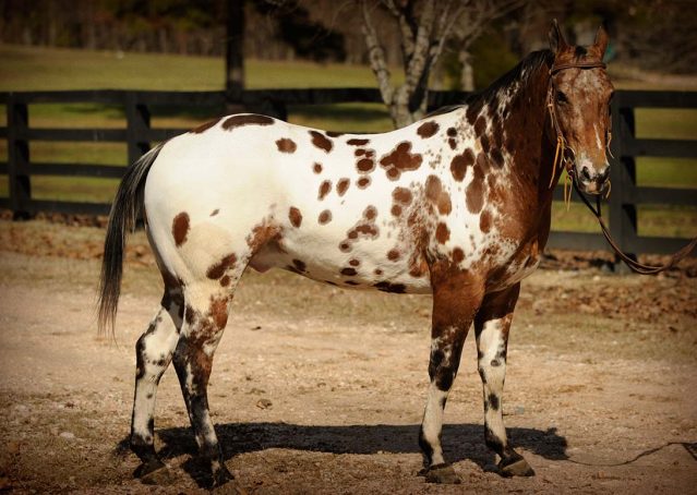 006-Thunder-leopard-appaloosa-for-sale