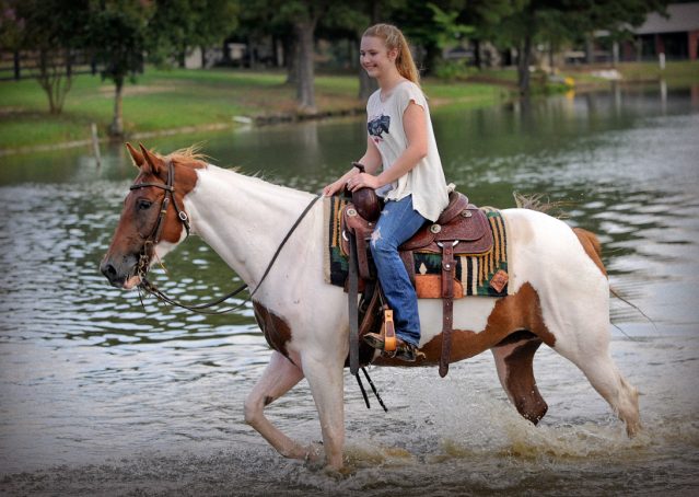 007-Amiga-APHA-Mare-For-Sale