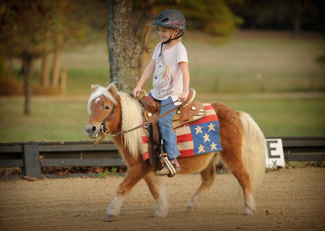 007-Huck-Fin-Pony-For-Sale