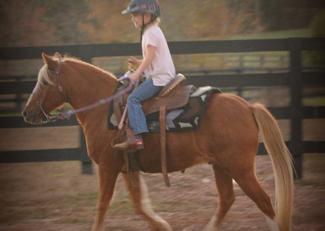 007-Sonney-Chestnut-pony-for-sale