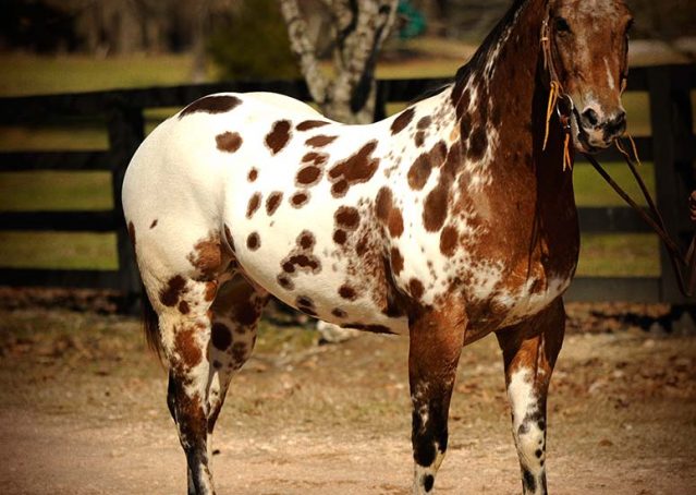 007-Thunder-leopard-appaloosa-for-sale