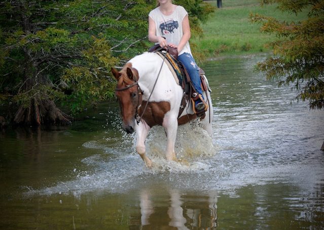 008-Amiga-APHA-Mare-For-Sale