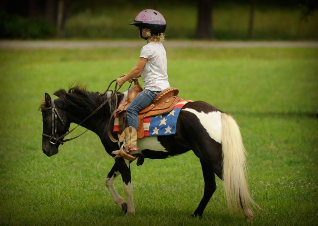 008-Candy-Paint-pony-for-sale