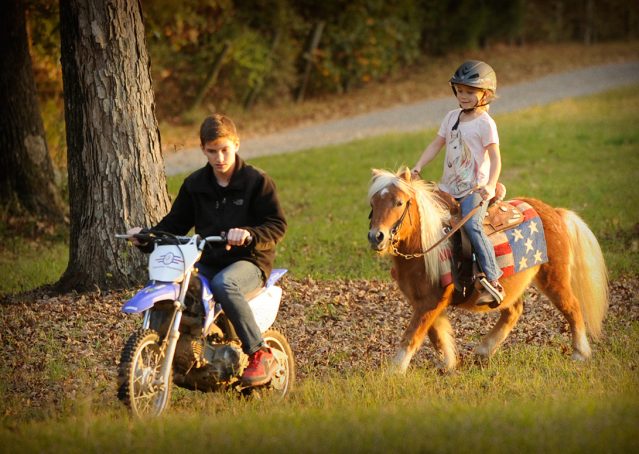 008-Huck-Fin-Pony-For-Sale