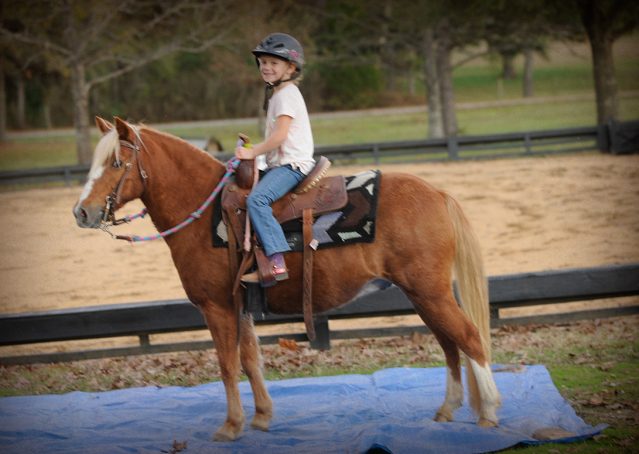 008-Sonney-Chestnut-pony-for-sale