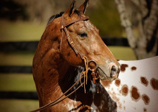 008-Thunder-leopard-appaloosa-for-sale