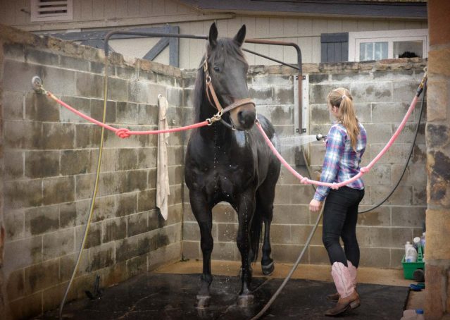008-gunner-AQHA-gelding-for-sale