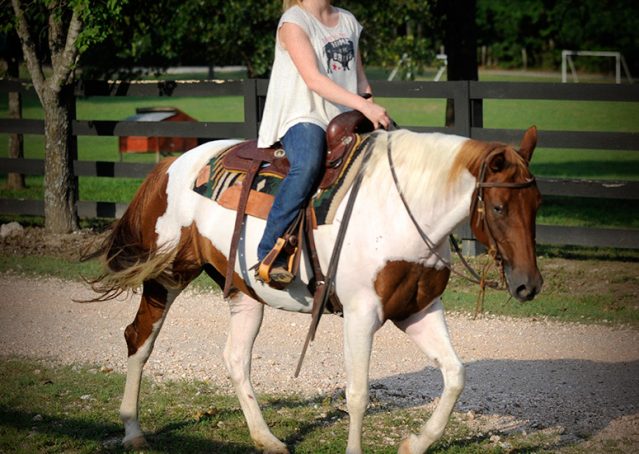 009-Amiga-APHA-Mare-For-Sale