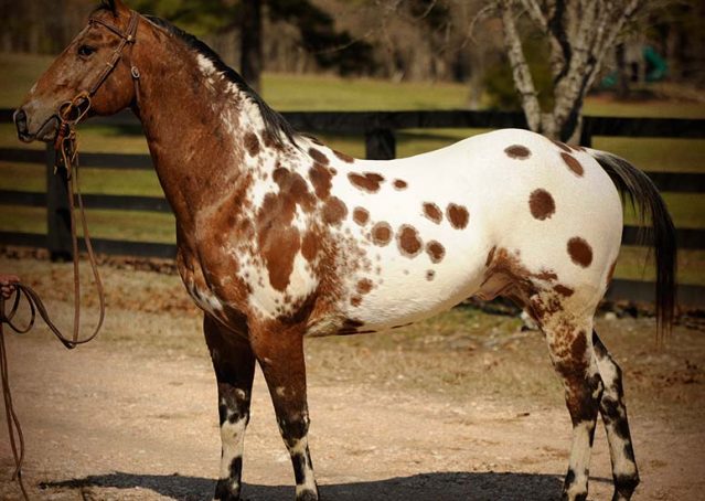 009-Thunder-leopard-appaloosa-for-sale