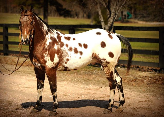 010-Thunder-leopard-appaloosa-for-sale