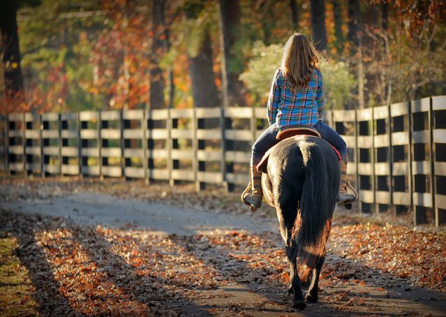 010-Thunder2-black-aqha-gelding-for-sale
