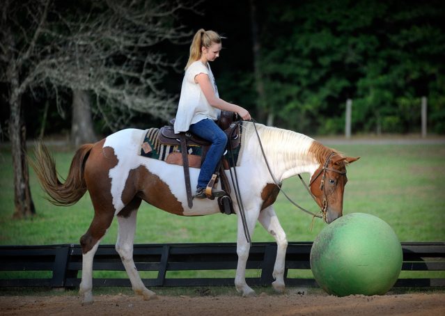 011-Amiga-APHA-Mare-For-Sale