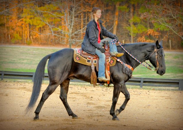 011-Cajun-Black-quarter-horse-for-sale