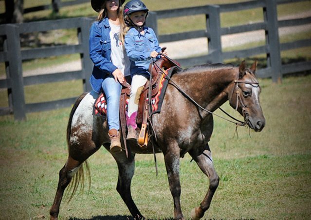 011-Frank-POA-gelding-for-sale