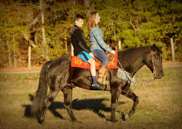 011-Thunder2-black-aqha-gelding-for-sale